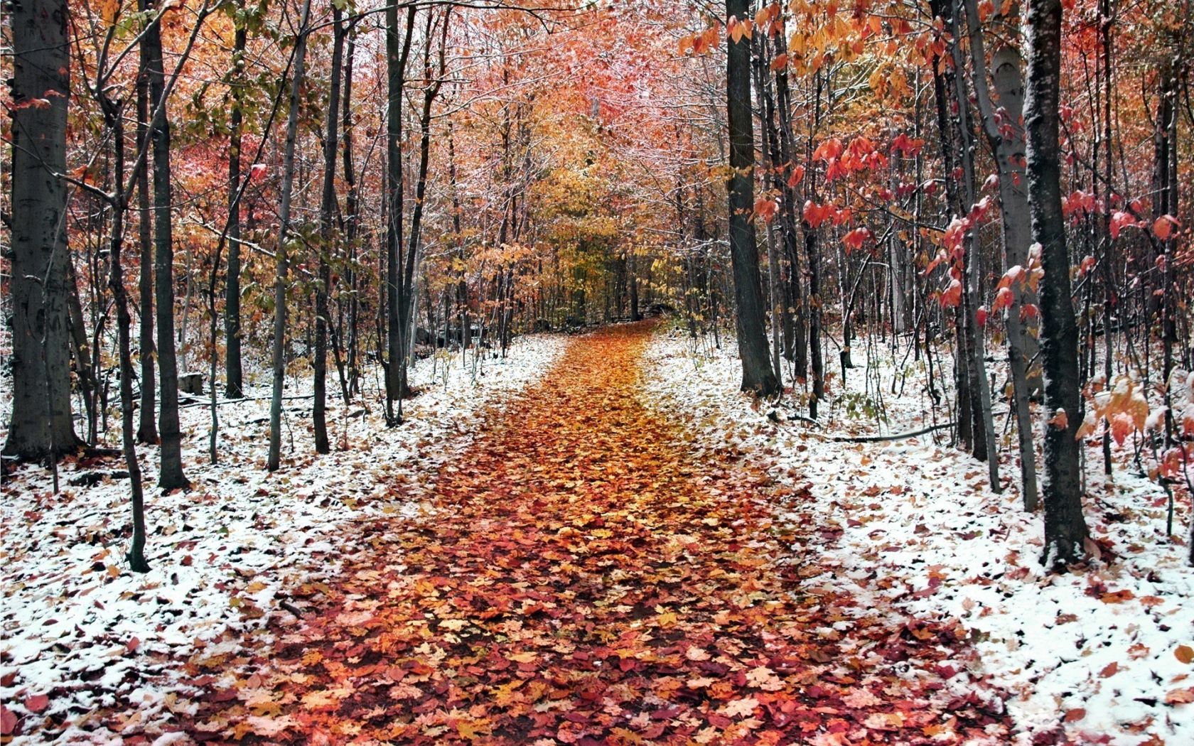 Late Autumn The First Snow Fell Desktop Wallpaper