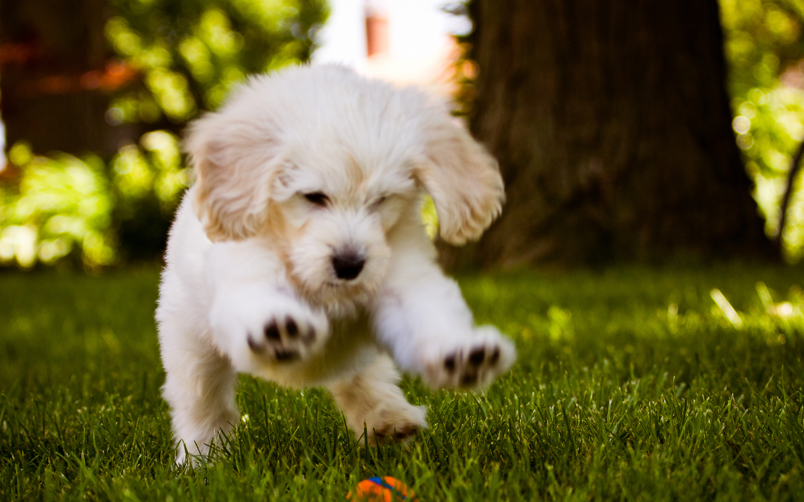 Little Dog Playing In The Wood Hd Wallpaper Desktop Background