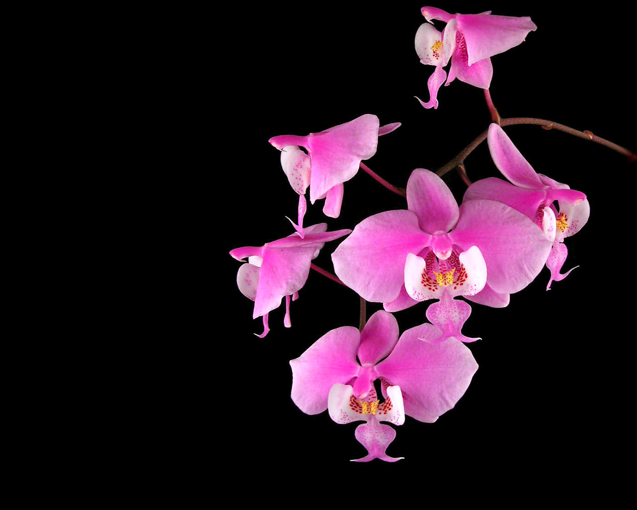 Wallpaper Orchids Flowers