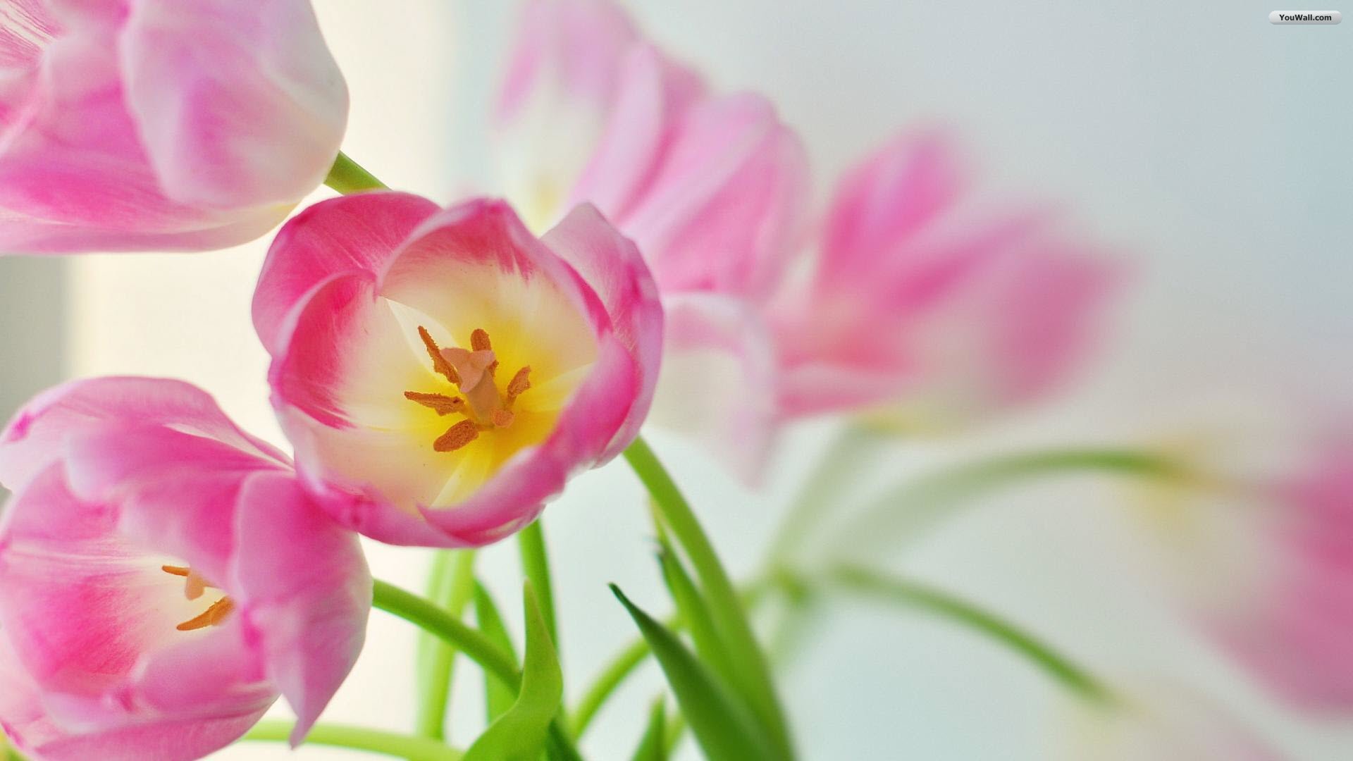Youwall Pink Tulips Wallpaper