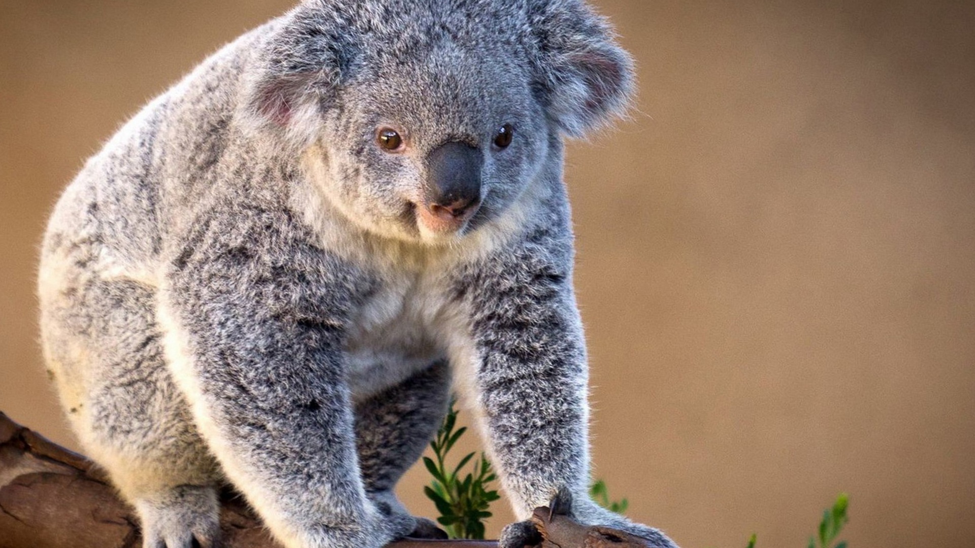 Koala Bear Cute Photos HD Wallpaper Image Pictures