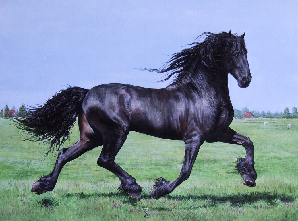 Horse HD Wallpaper Andalusian Image Cool