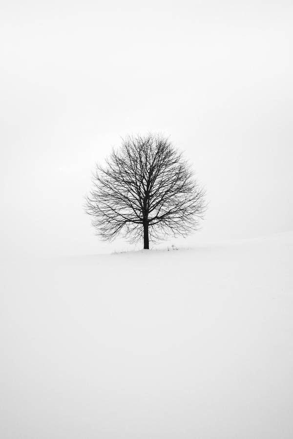White Color Wallpaper S