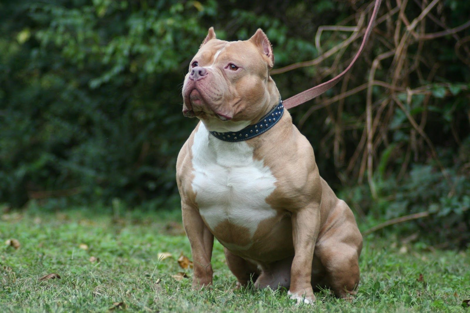 Dog Pics Pit Bull All List Of Different Dogs Breeds Cute