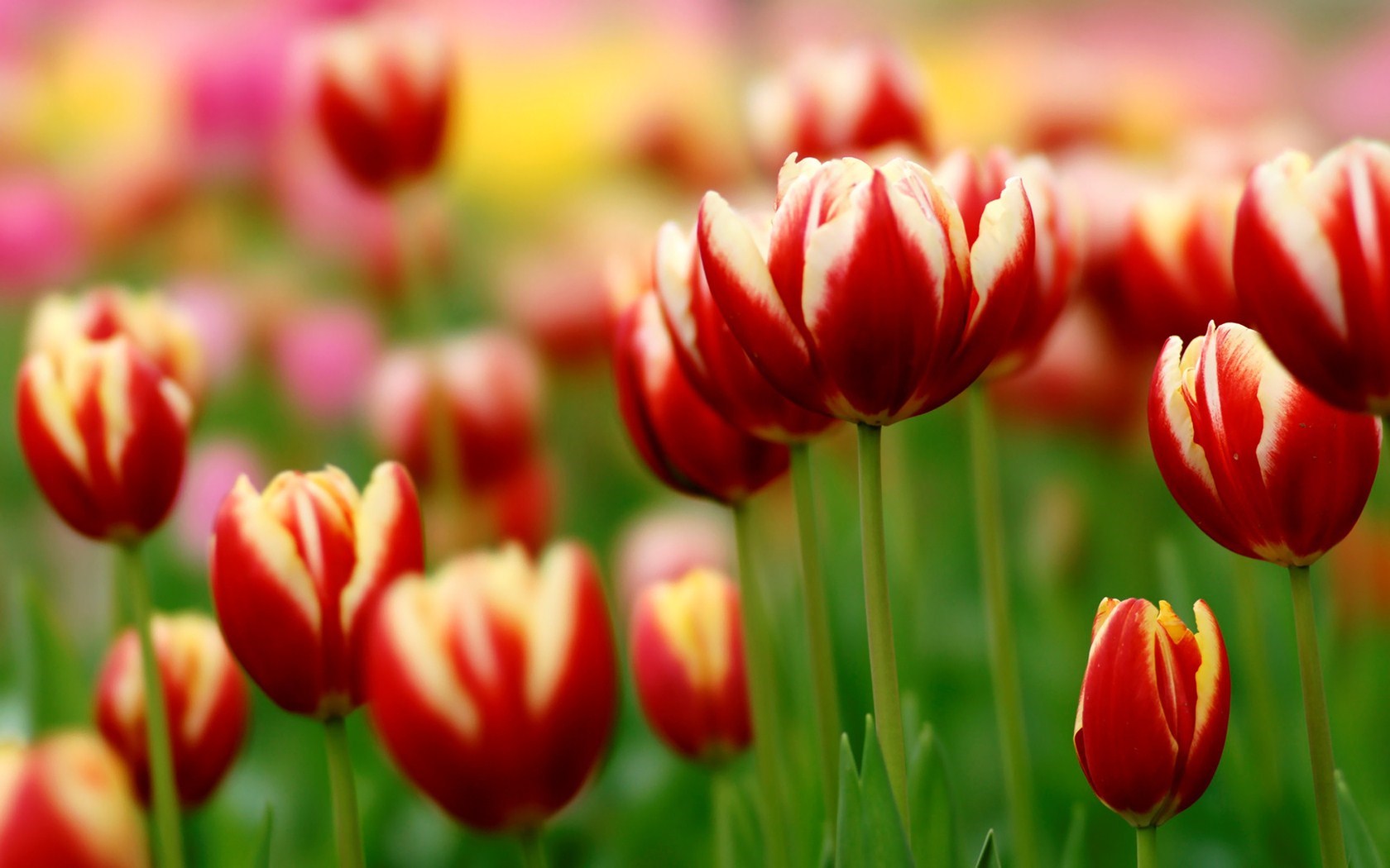 Spring Tulip Wallpaper High Definition Quality