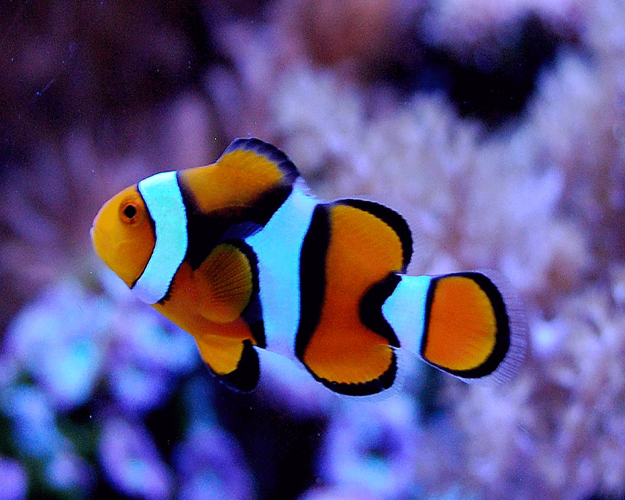 Pictures Of Clown Fish Desktop Wallpaper HD