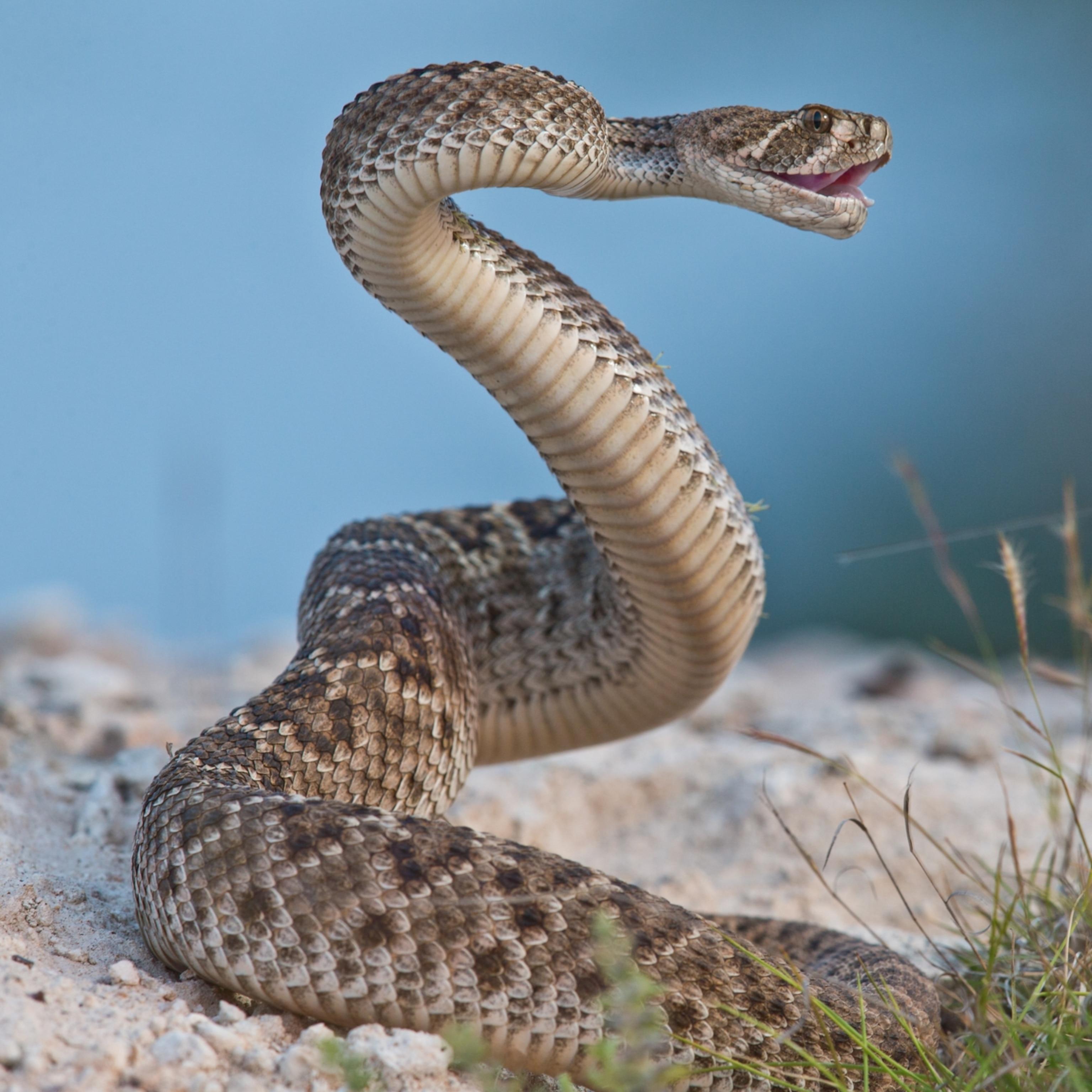 Rattlesnakes trick humans into thinking theyre closer than they are