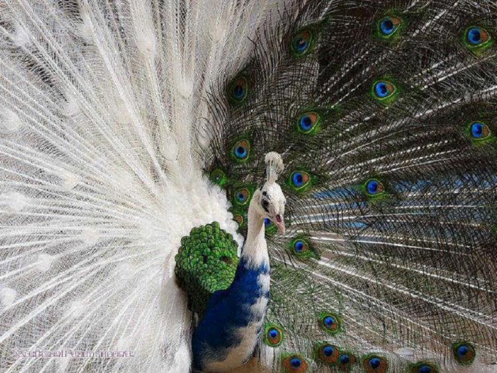 Cool HD Nature Desktop Wallpaper Peacock
