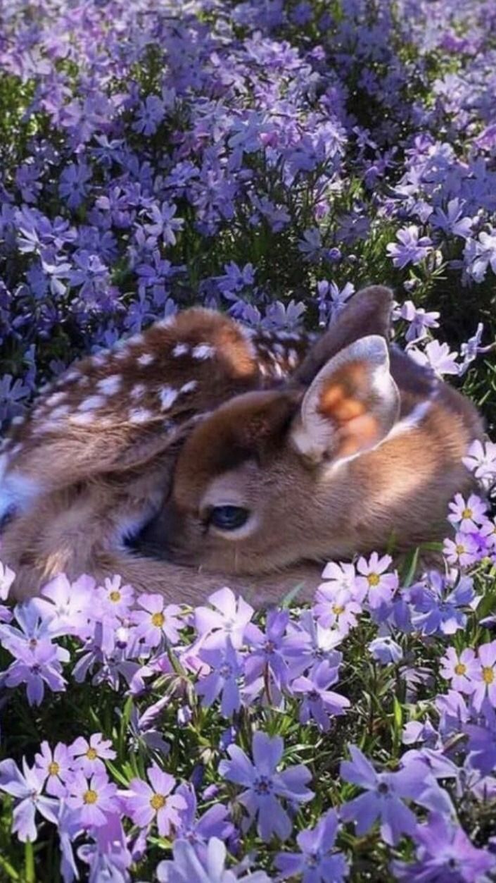 Cute Animal Aesthetic Wallpaper Trend Saat Ini