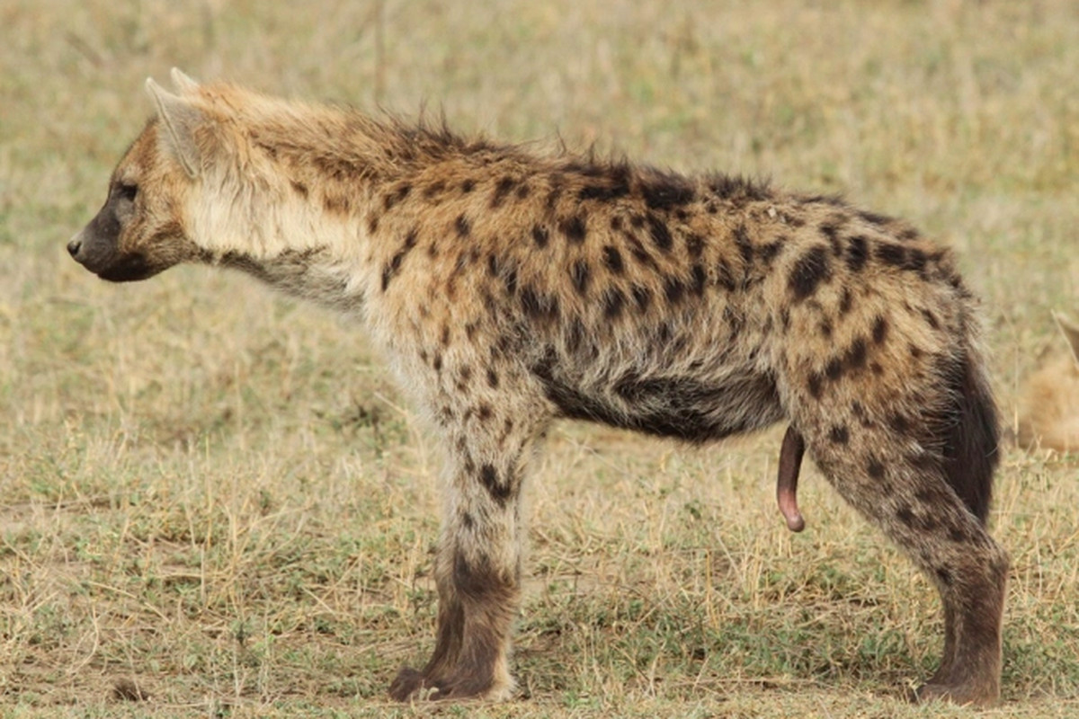 Metoo Female Spotted Hyenas Can Show Us Smash The