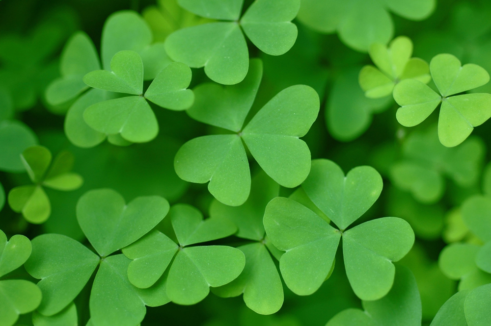 St Patrick S Day History Folklore Recipes And More The