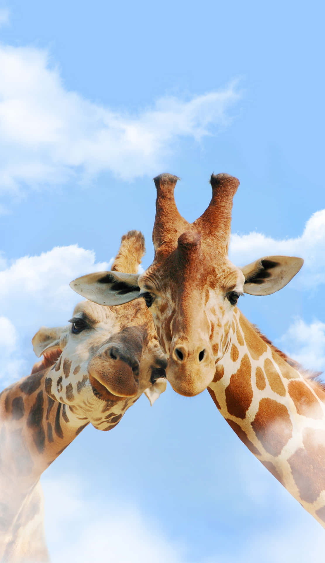 Cute Animal iPhone Wallpaper