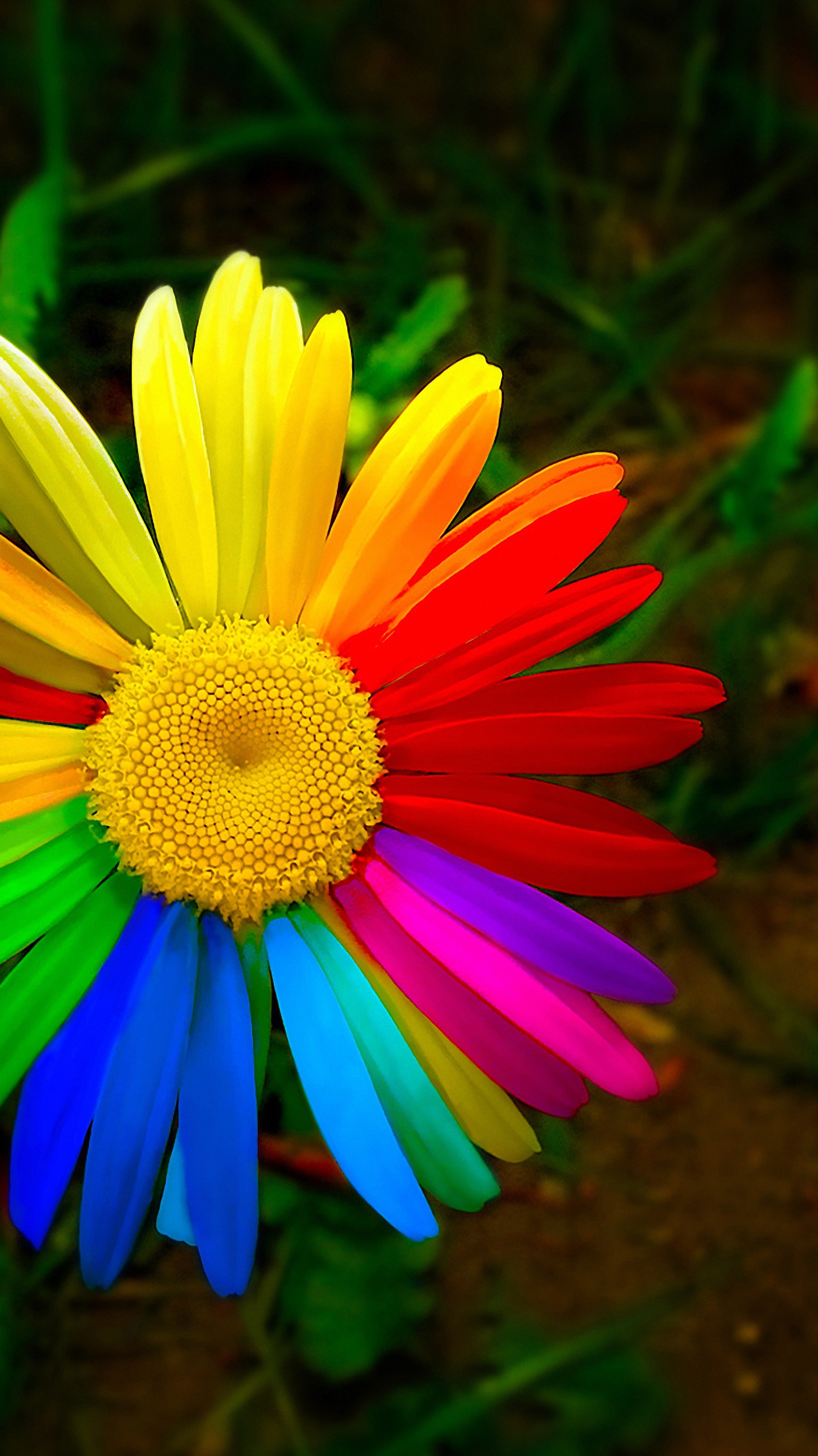 Rainbow Flower Xiaomi Mi5 Wallpaper HD