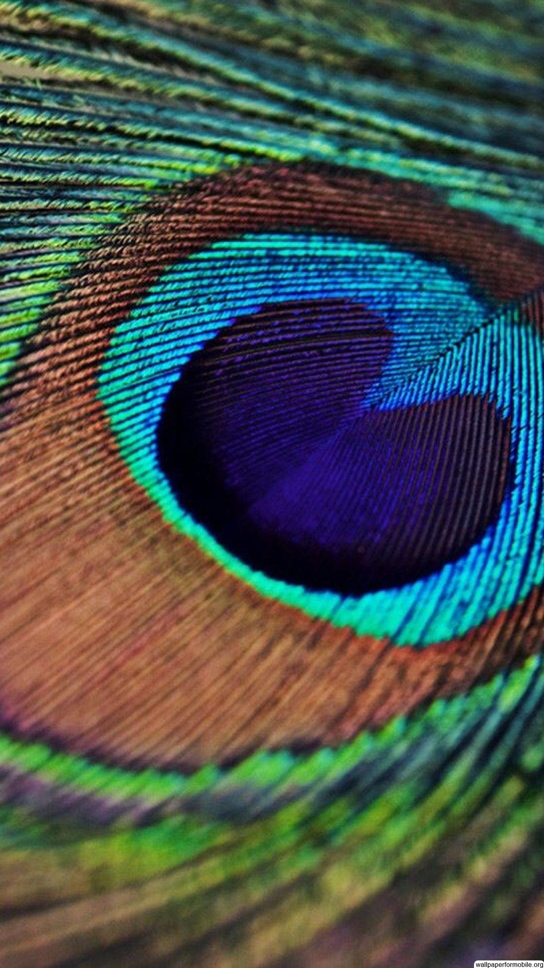 Single Peacock Feather Wallpaper For