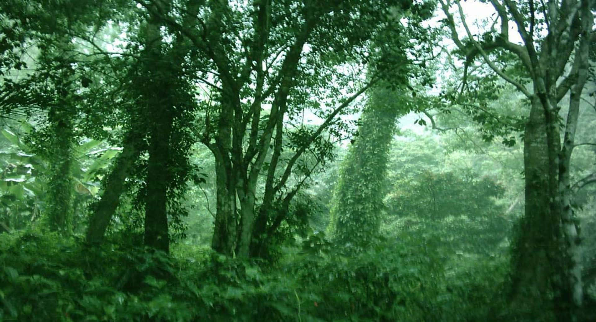 Dark Green Forest Wallpaper