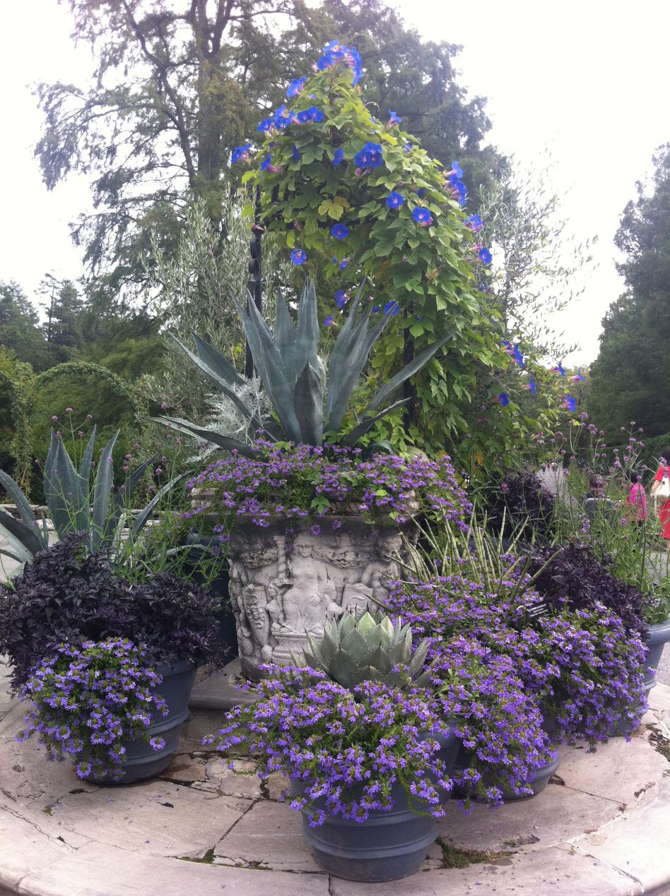 Dramatic Vignette Agave Underplanted With Scaevola Morning