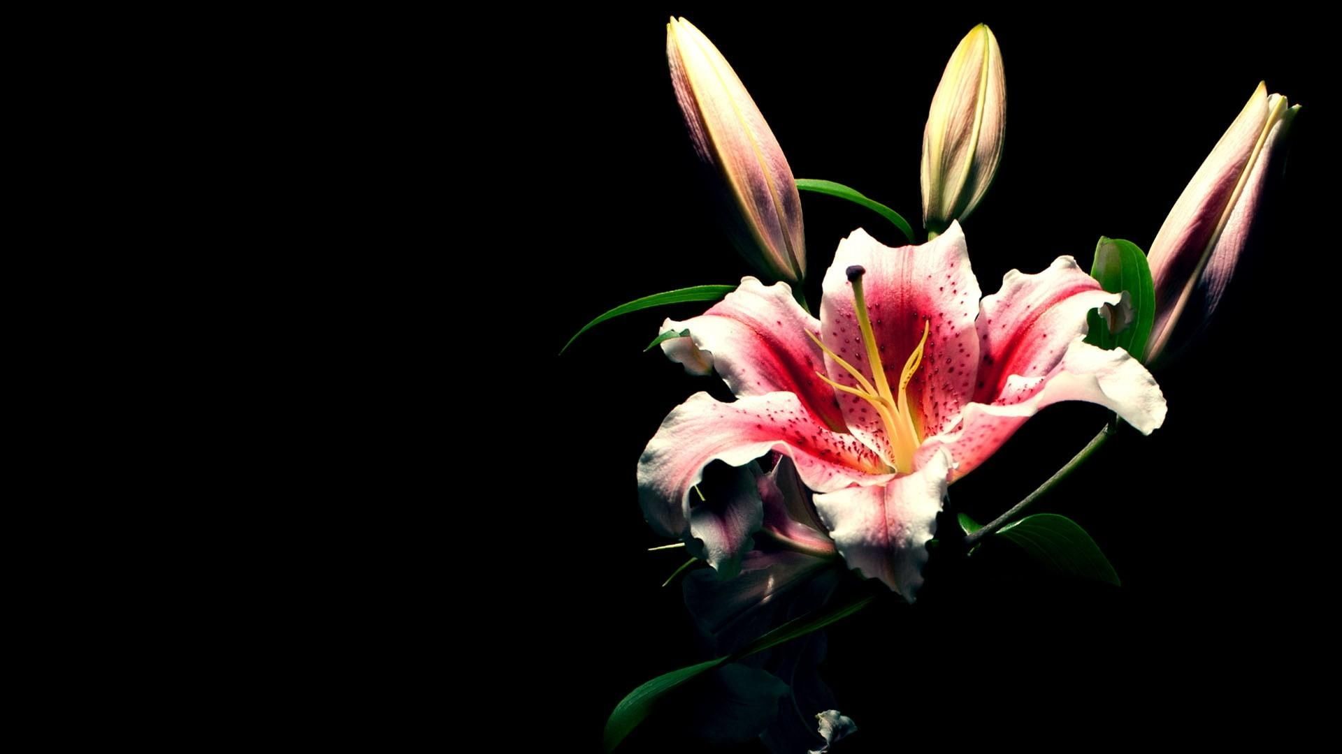 Full HD 1080p Lily Wallpaper Desktop Background