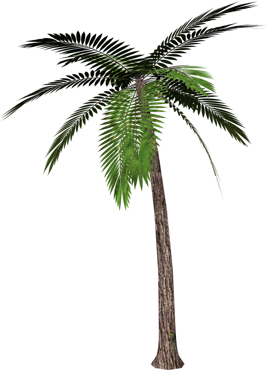 Palm Tree No Background Png