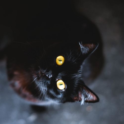 Black Cat With Yellow Eyes Looking Up Wallpaper Screensaver For