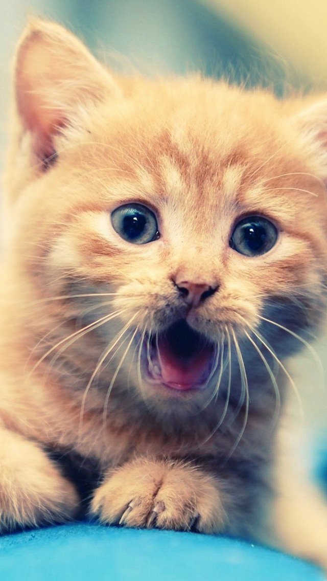 Cute Cat iPhone 5s Wallpaper iPad