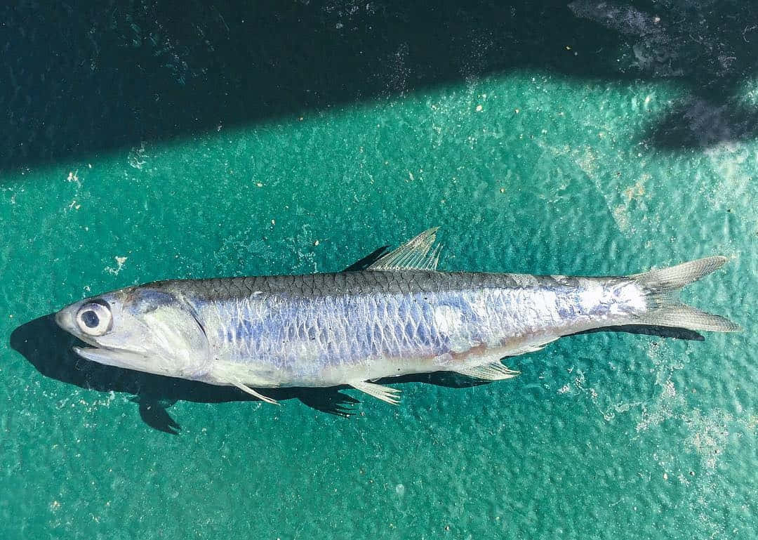 Single Anchovyon Aqua Background Jpg V1w7ih7kjp0nyfec Wallpaper