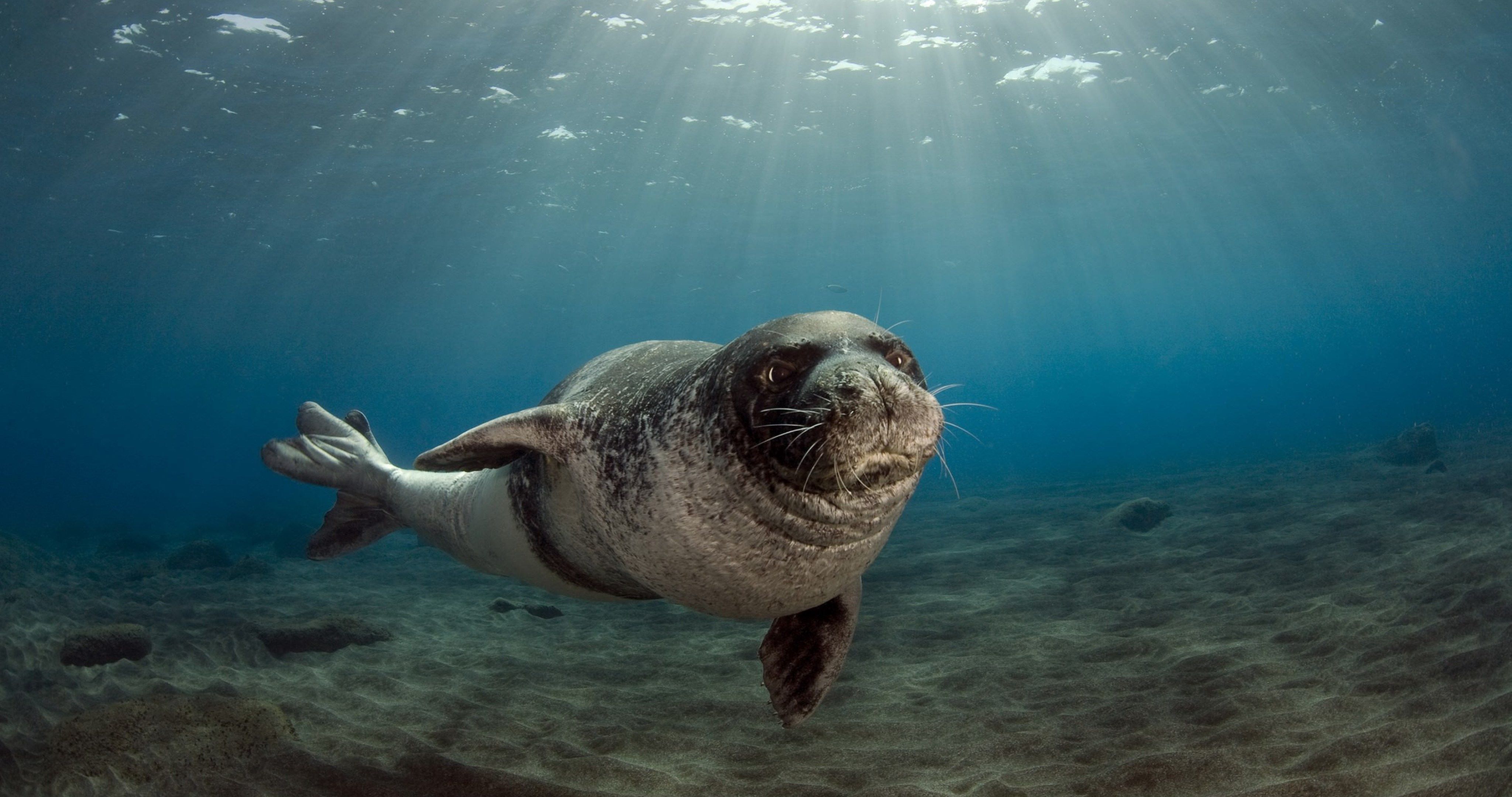 Monk Seal 4k Ultra HD Wallpaper