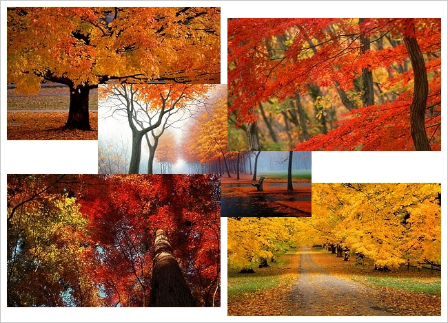 Autumn Desktop Theme Wallpaper In HD