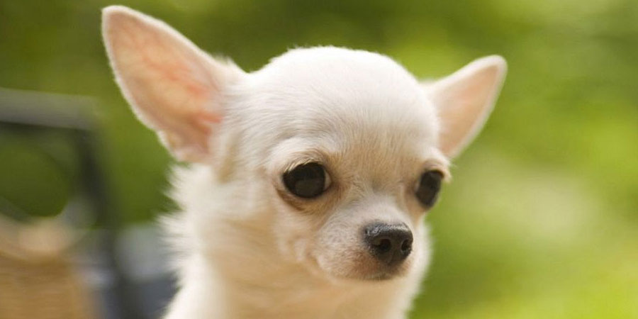 Animals Chihuahua Dog Image New Photos