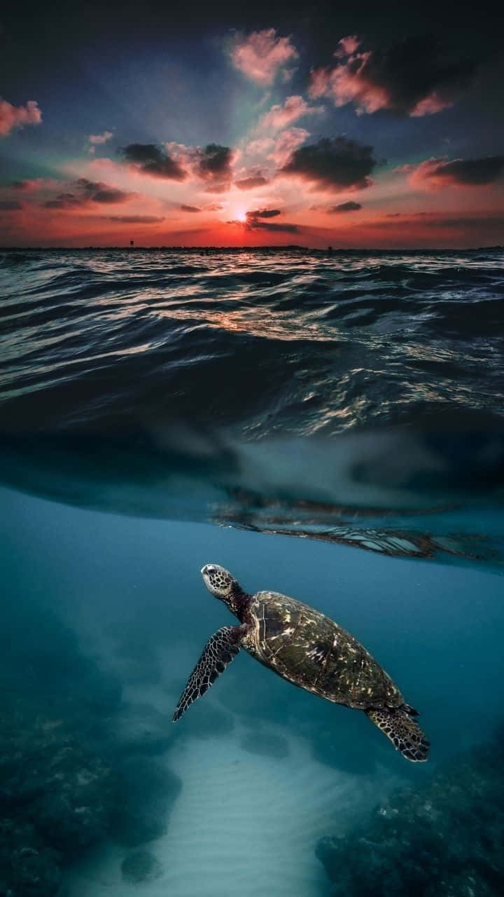 Baby Turtle Wallpaper