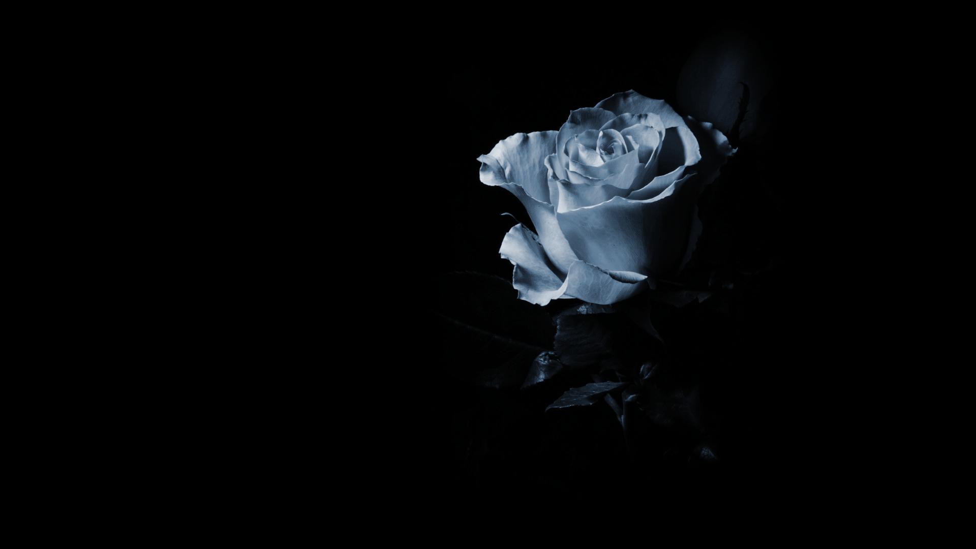 Blue Rose In The Dark High Quality And Resolution