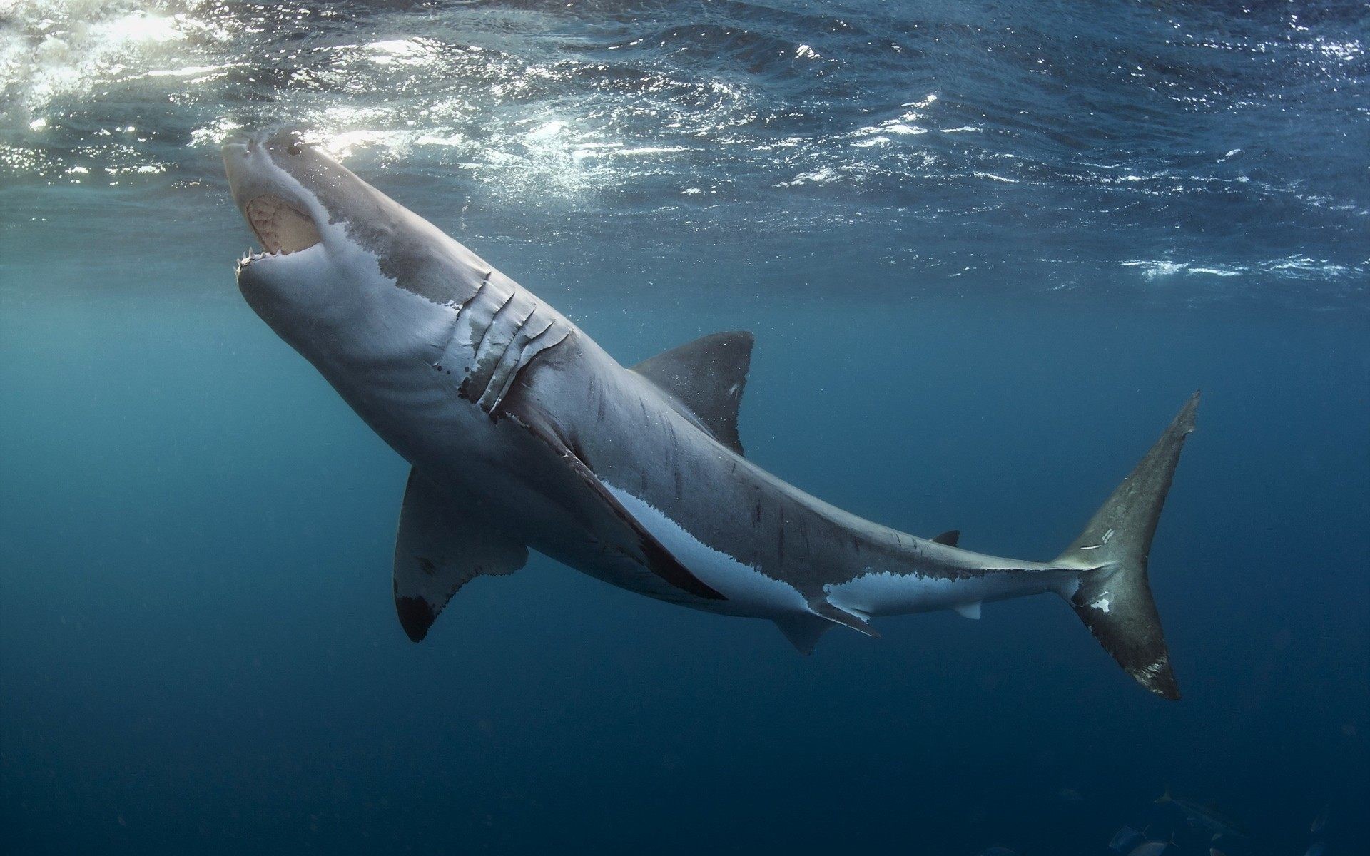 Hammerhead Sharks Wallpaper