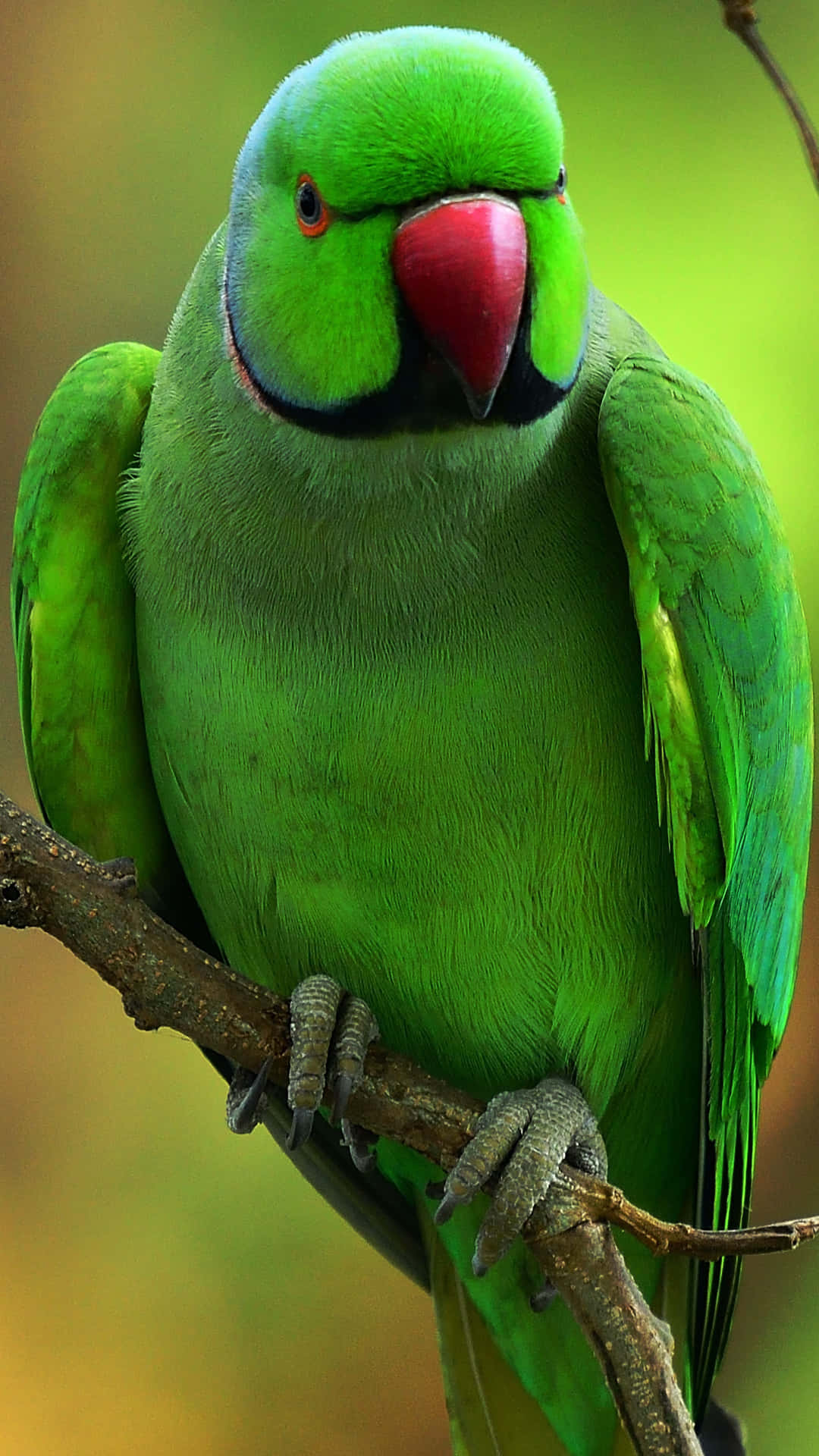 Angry Green Parrot Ri661nudn981qywi Wallpaper