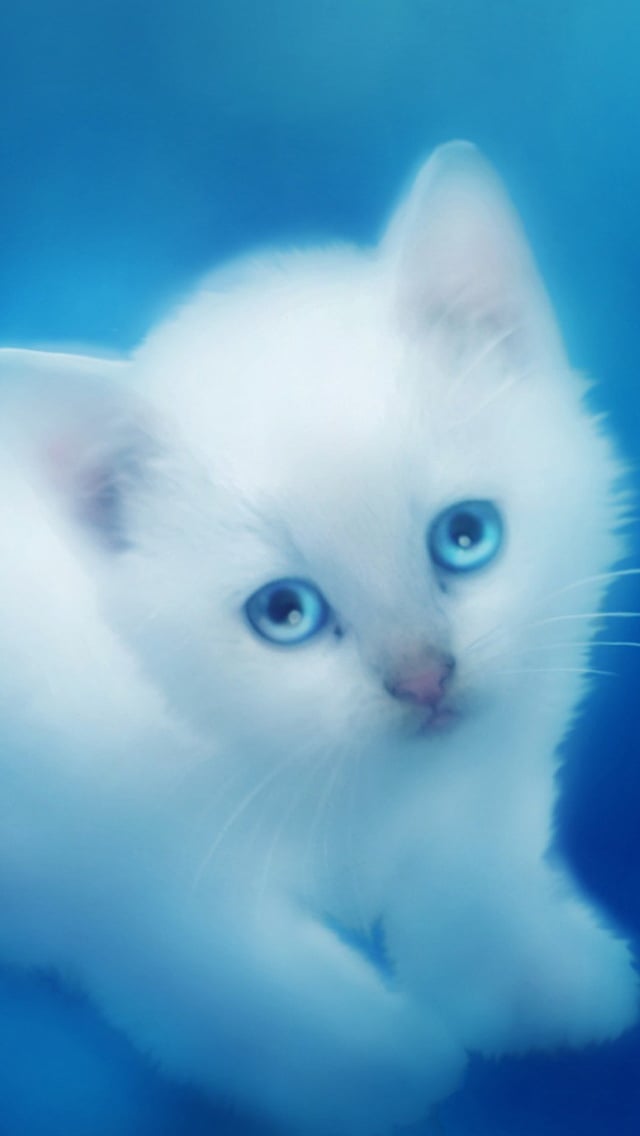 Cute White Kitten Wallpaper   iPhone Wallpapers 640x1136