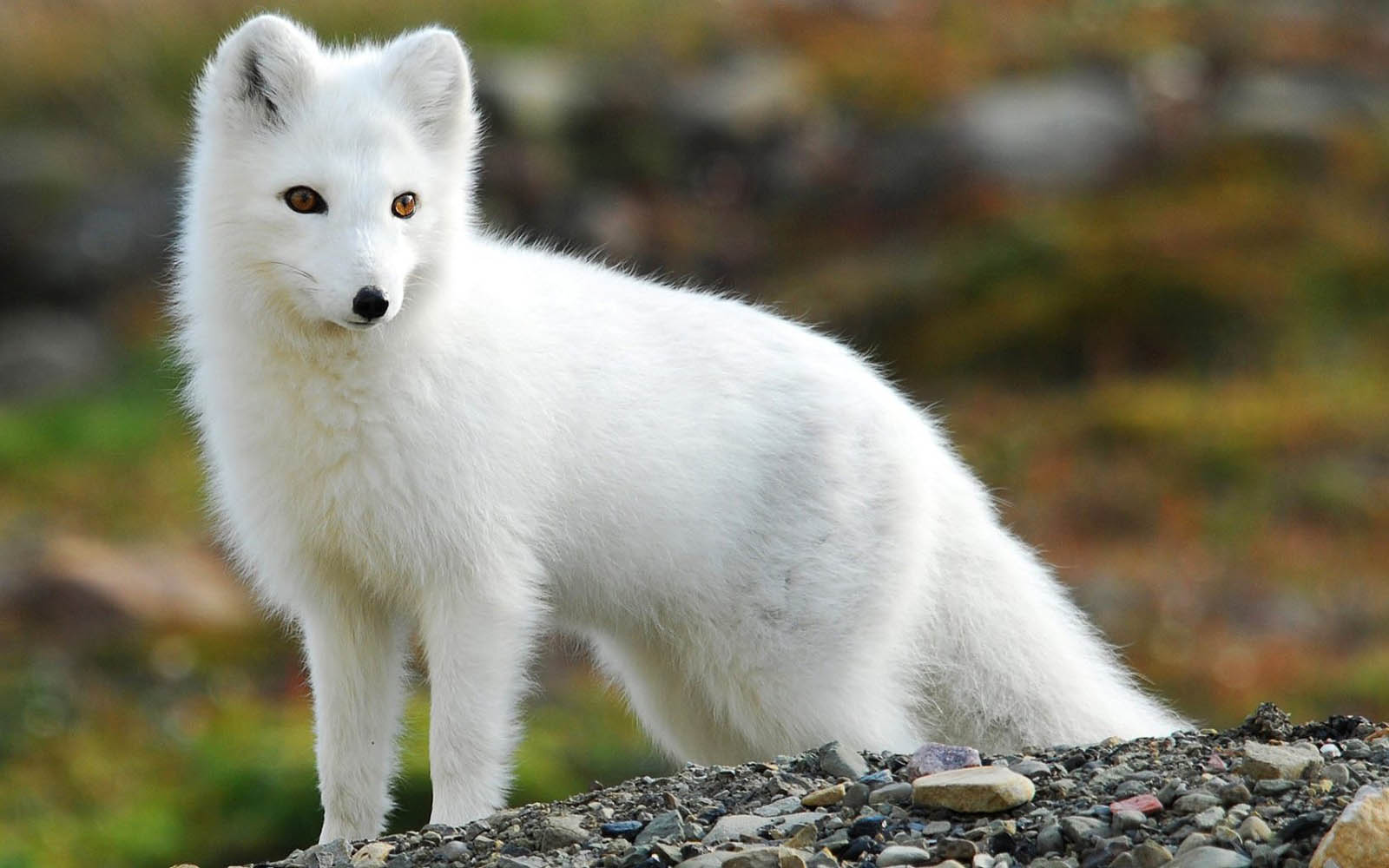 arctic fox desktop wallpaper