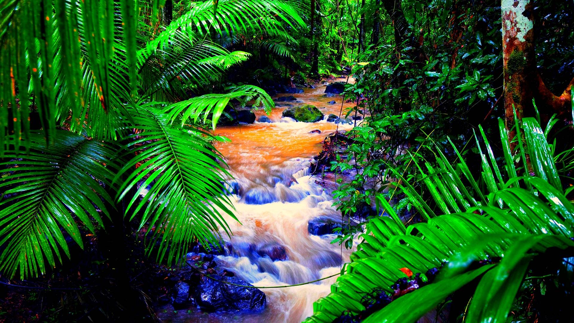 Tropical Rainforest Wallpaper