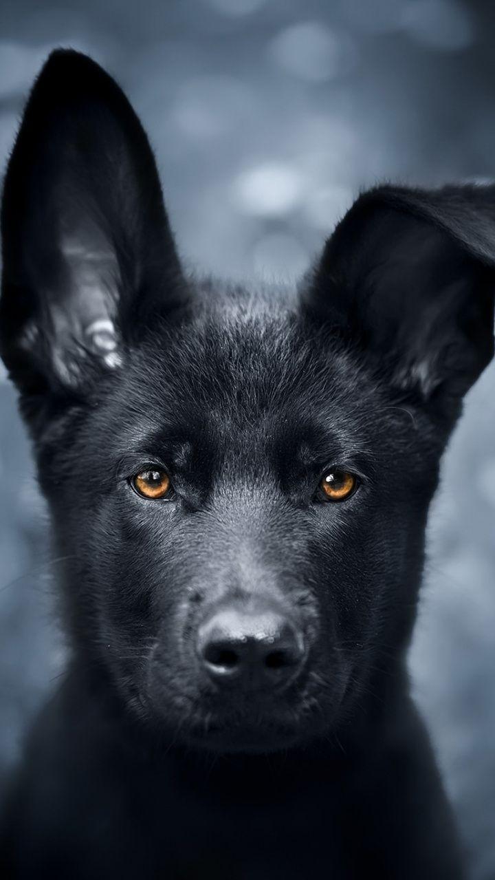 Pet Black Puppy German Shepherd Wallpaper