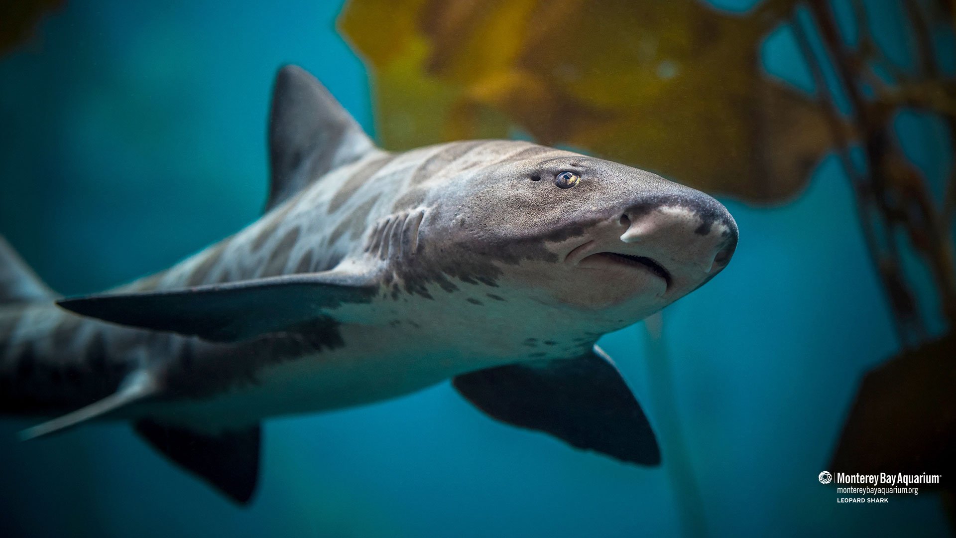 Leopard Shark Wallpaper Monterey Bay Aquarium