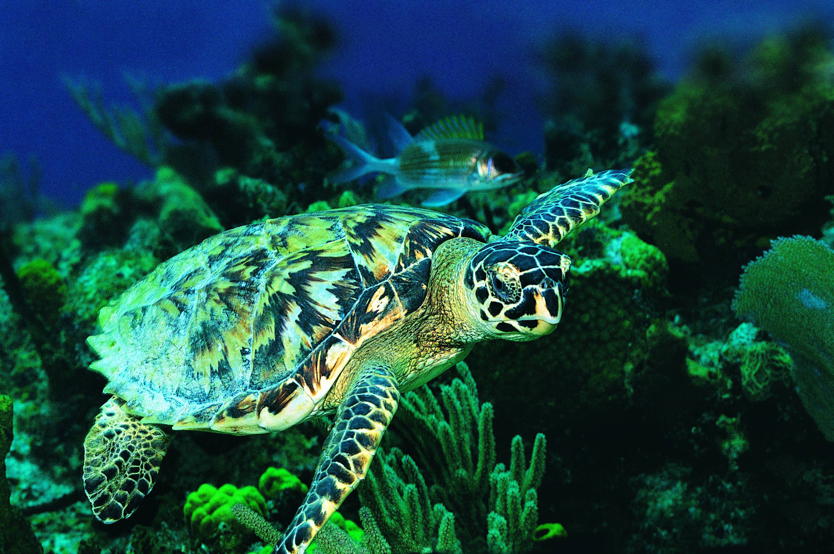 Sea Turtle iPhone Wallpaper Trending Space
