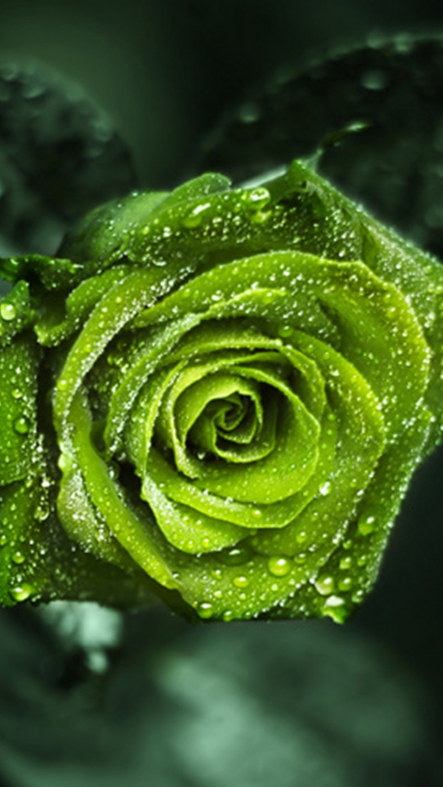 Green Rose Wallpaper iPhone