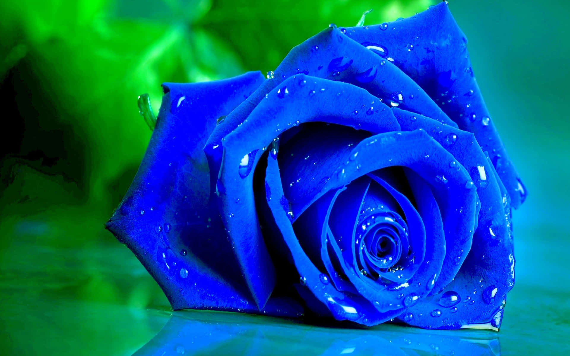 Dark Blue Rose Abstract Wallpaper