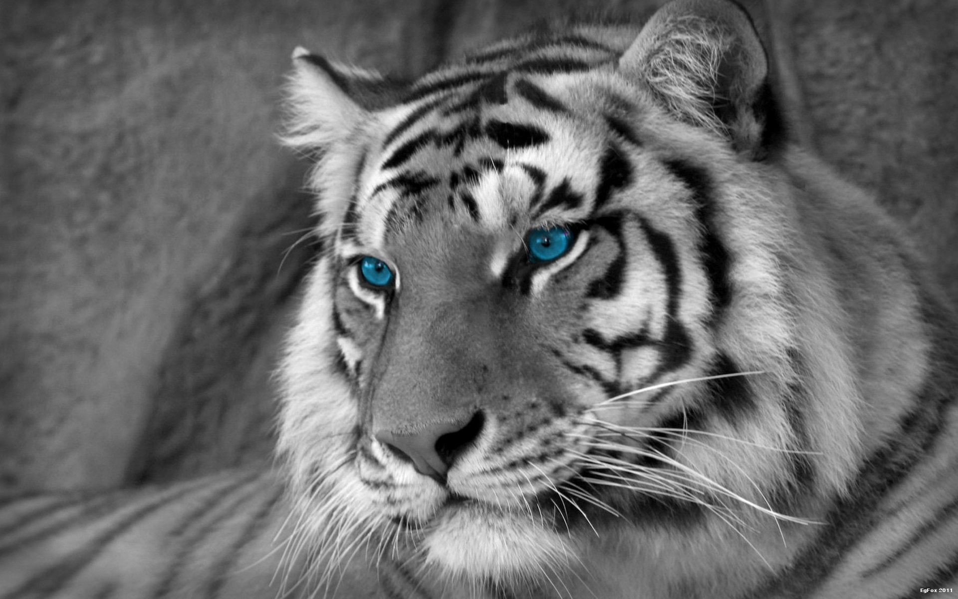 Wallpapers HD Iphone White Tigers Tiger White Lion Hd Full Hd Pics
