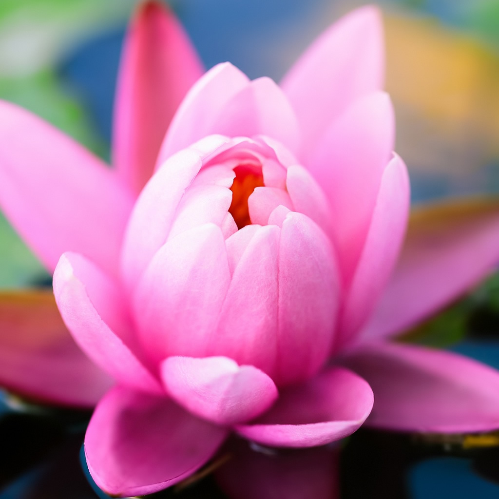 Cute Pink Water Lily iPad Wallpaper iPhone