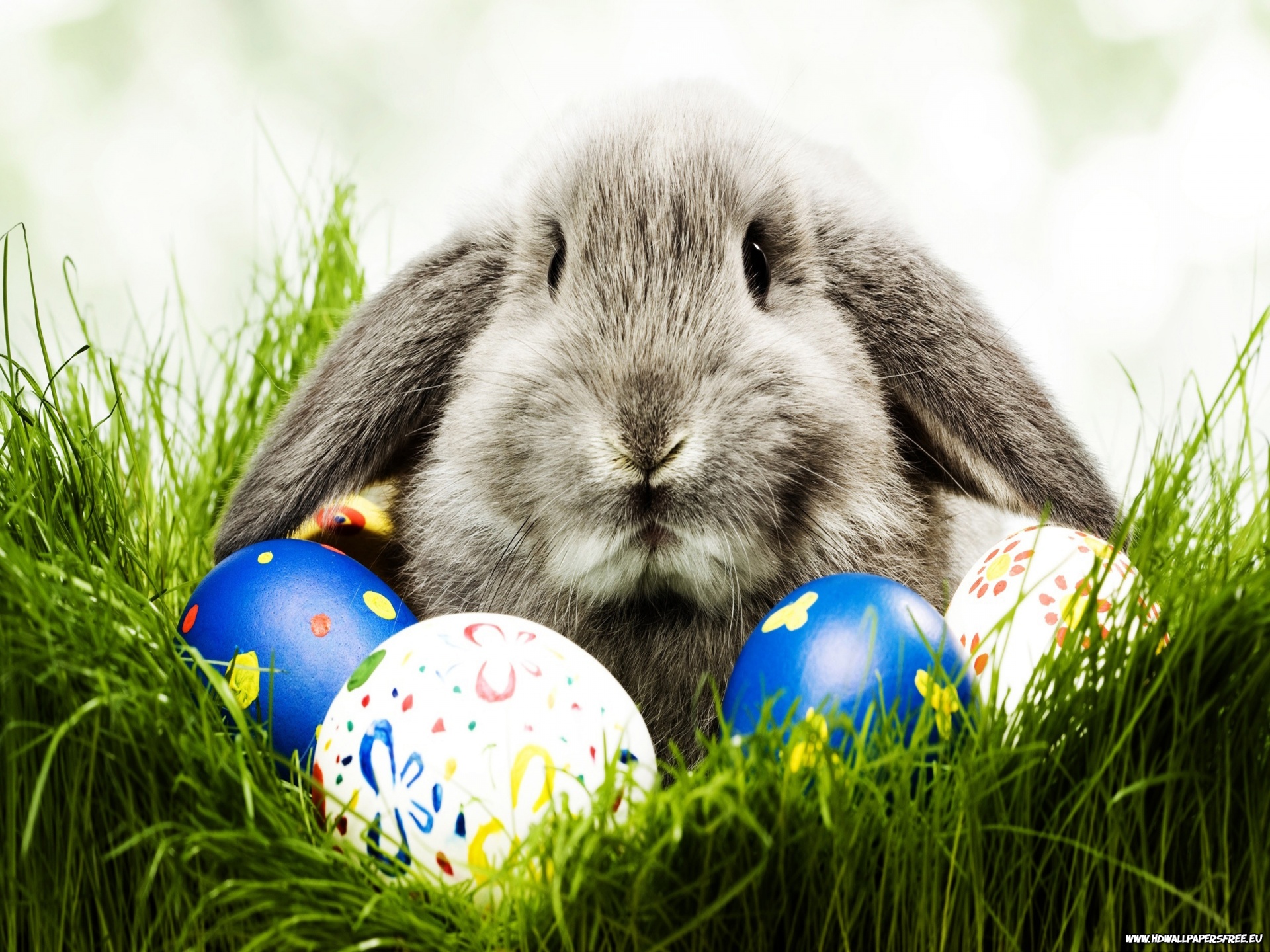 Download Free Easter Bunny wallpaperdesktopiPad background in Free