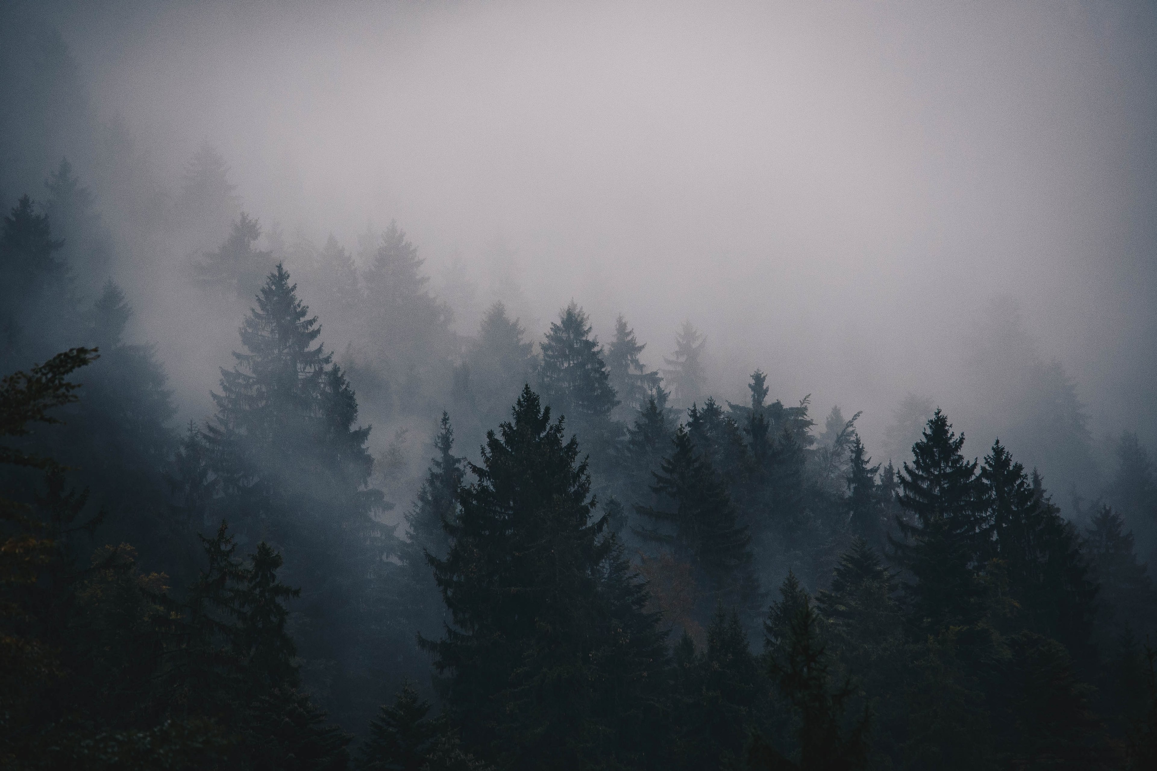 A Thick Fog And Overcast Sky Over Coniferous Forest Heavy Above 4k HD Wallpaper