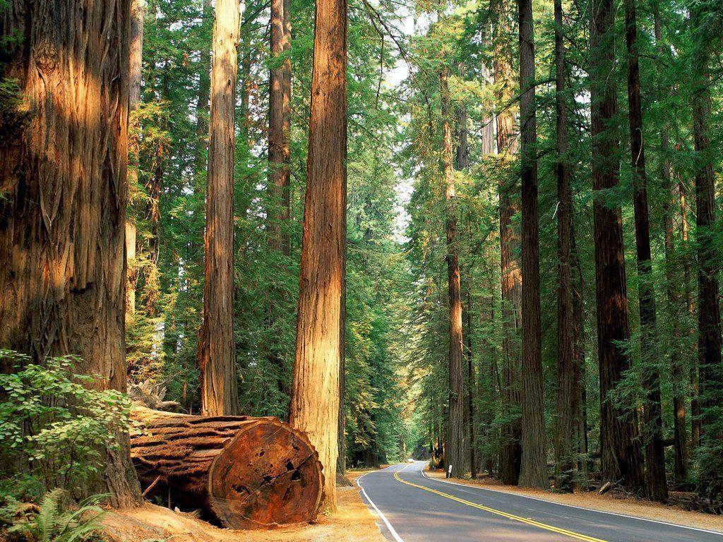 Redwood Forest Wallpaper