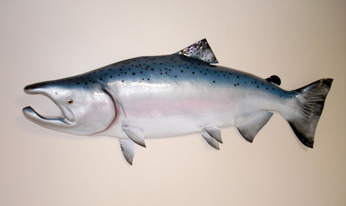 King Salmon Global Fish Mounts Wallpaper S