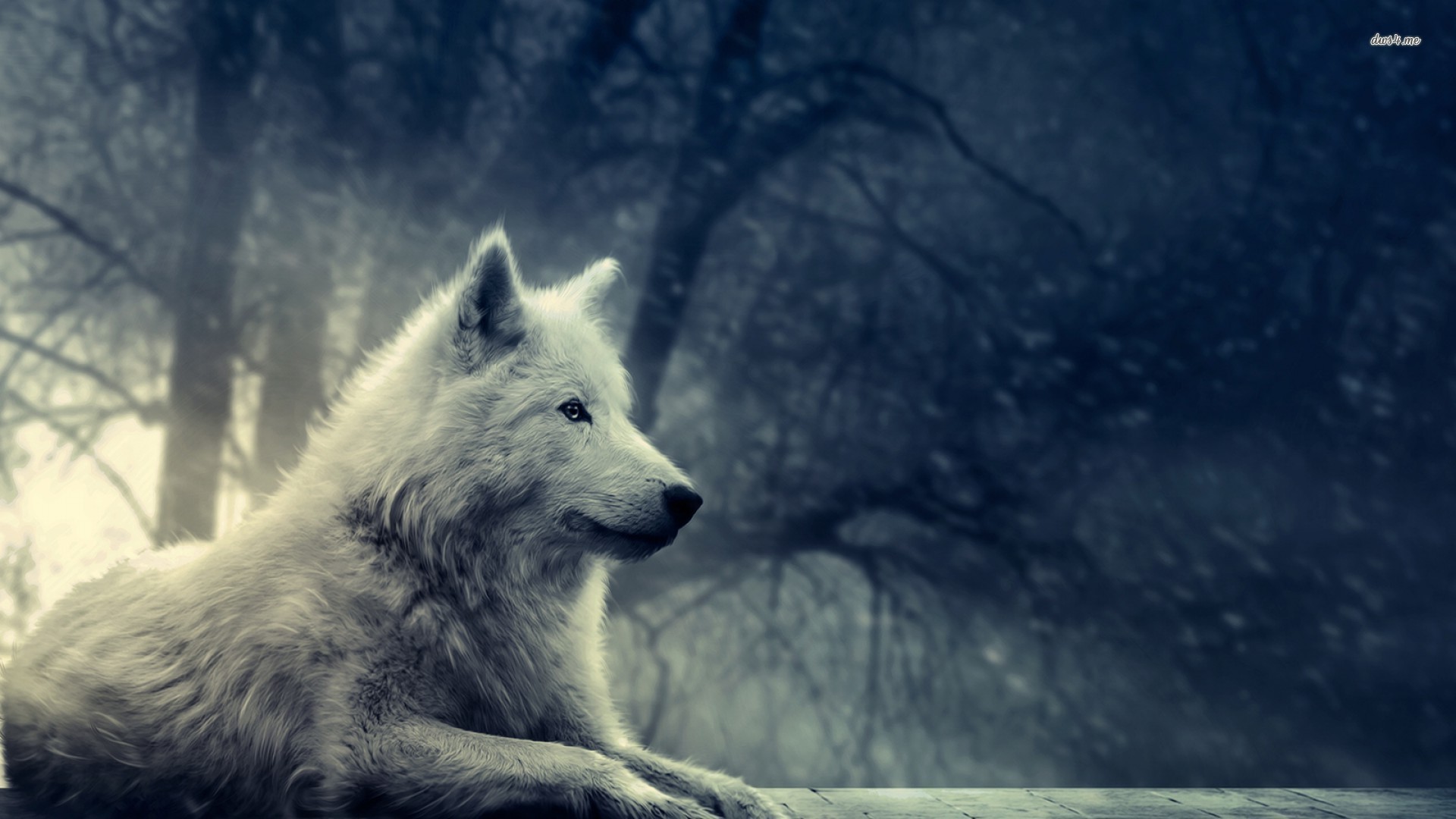 Gray Wolf Howling HD Wallpaper Background Image