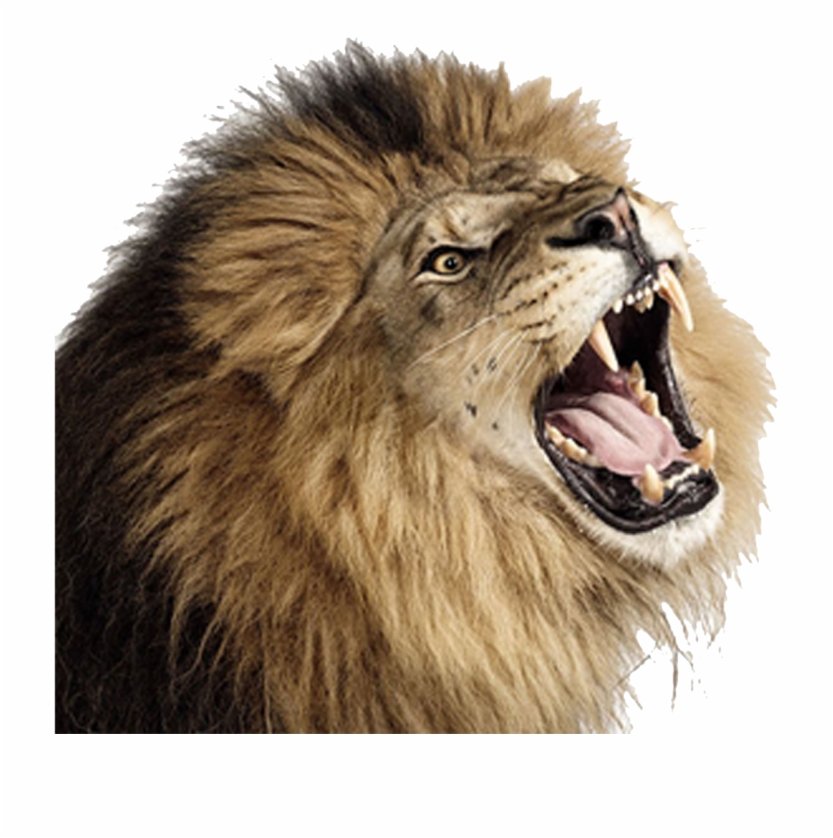 Lion Png Transparent Image Background