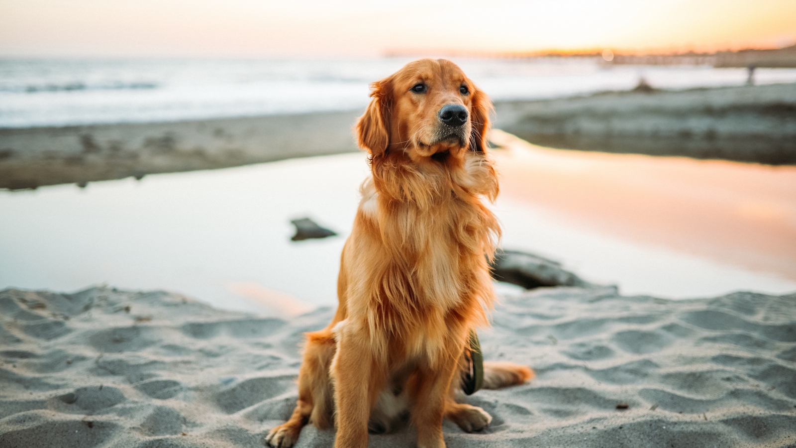 Wallpaper Golden Retriever Dog Sitting Sand