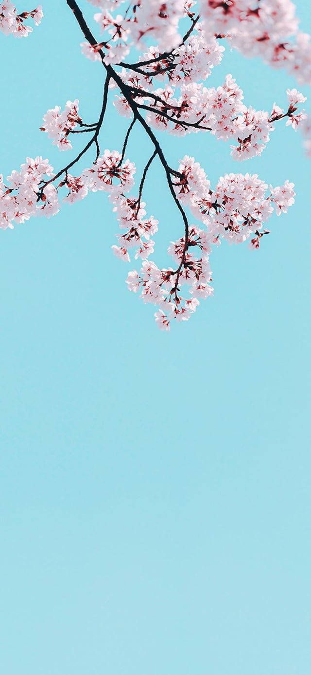 Turquoise Aesthetic Wallpaper
